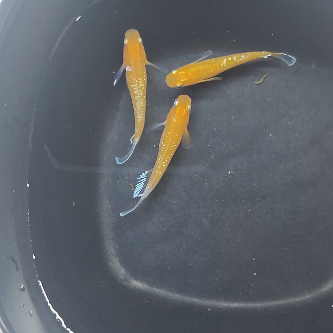 青鳉鱼红赤壁3条013