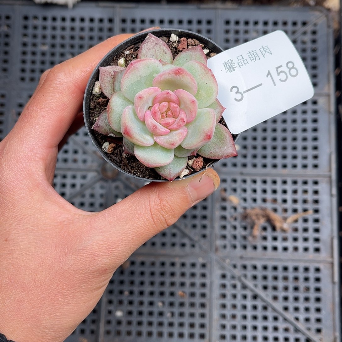 多肉一物一拍3-158