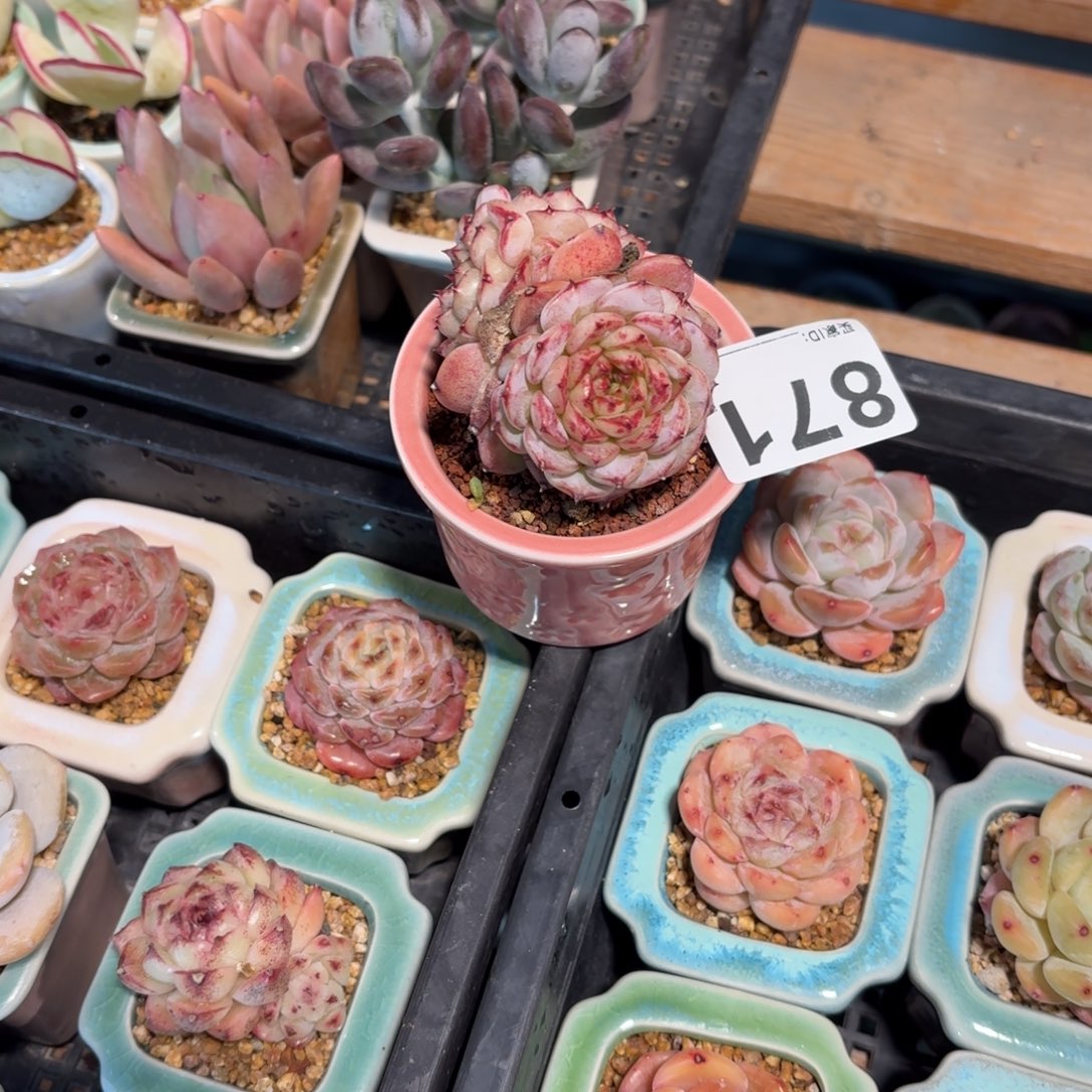 玉****天鹅绒多肉带盆发货871