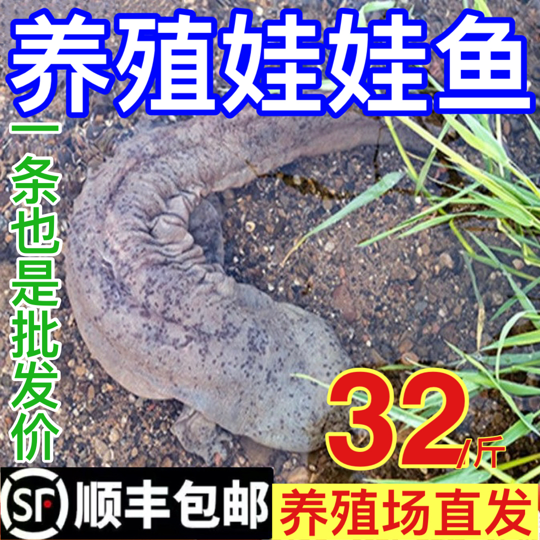 【人工养殖娃娃鱼】娃娃鱼食用鱼活体包活到家顺丰包邮