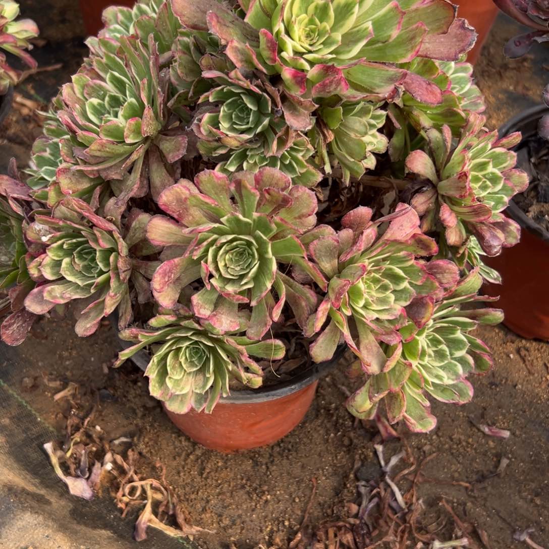 814多肉植物  紫焰      