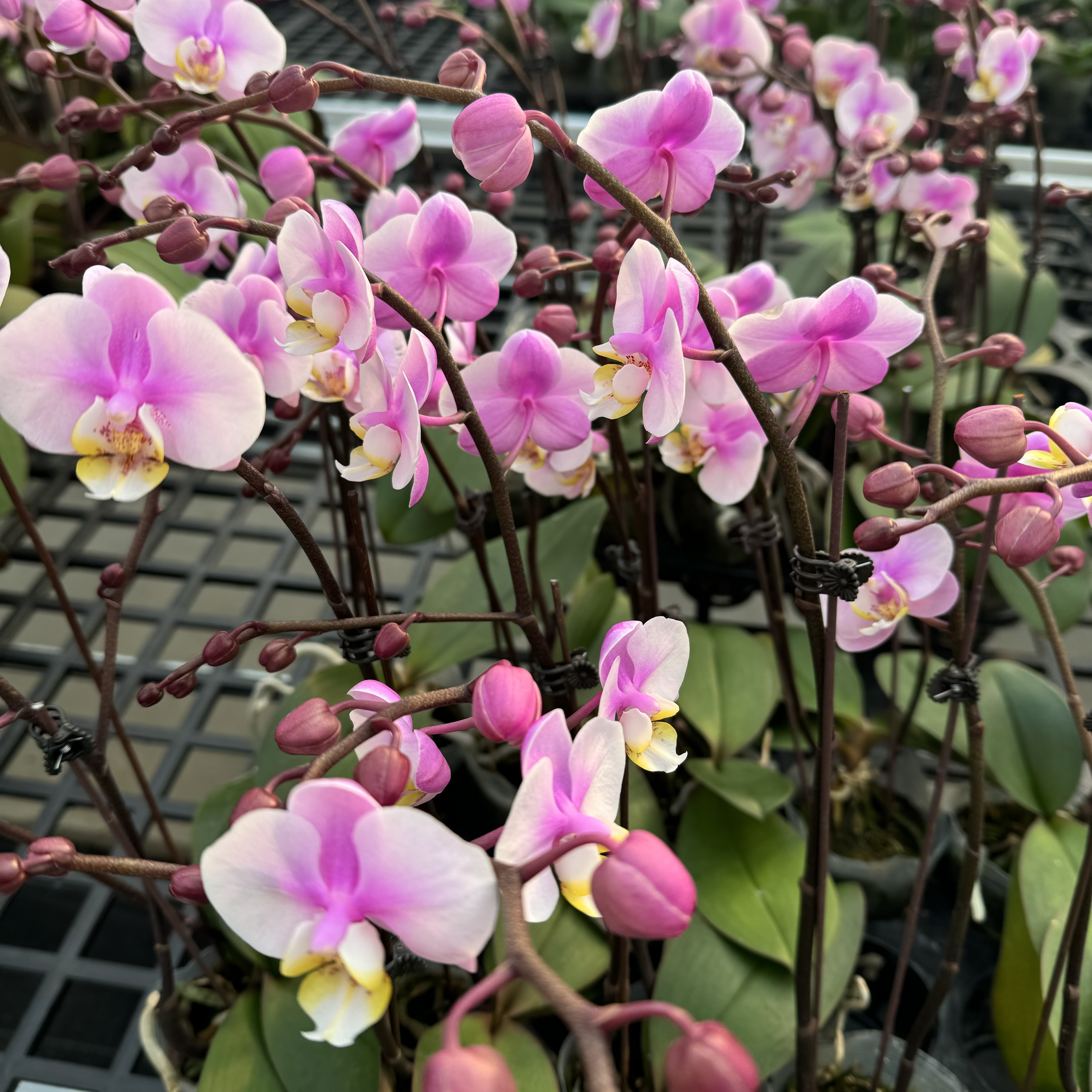 高品质蝴蝶兰【小梅花】带花剑带花苞四季开花室内好养盆栽