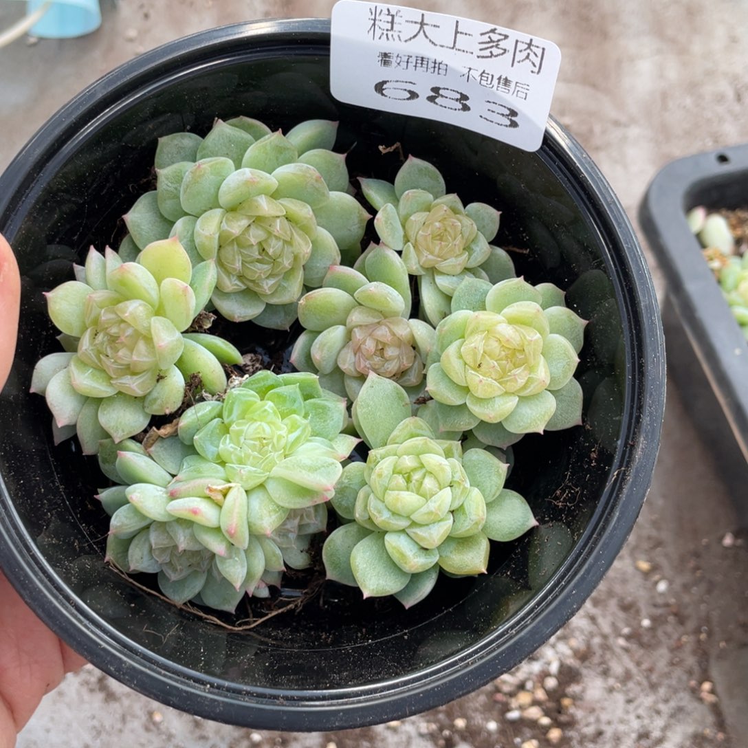 糕大上多肉植物683