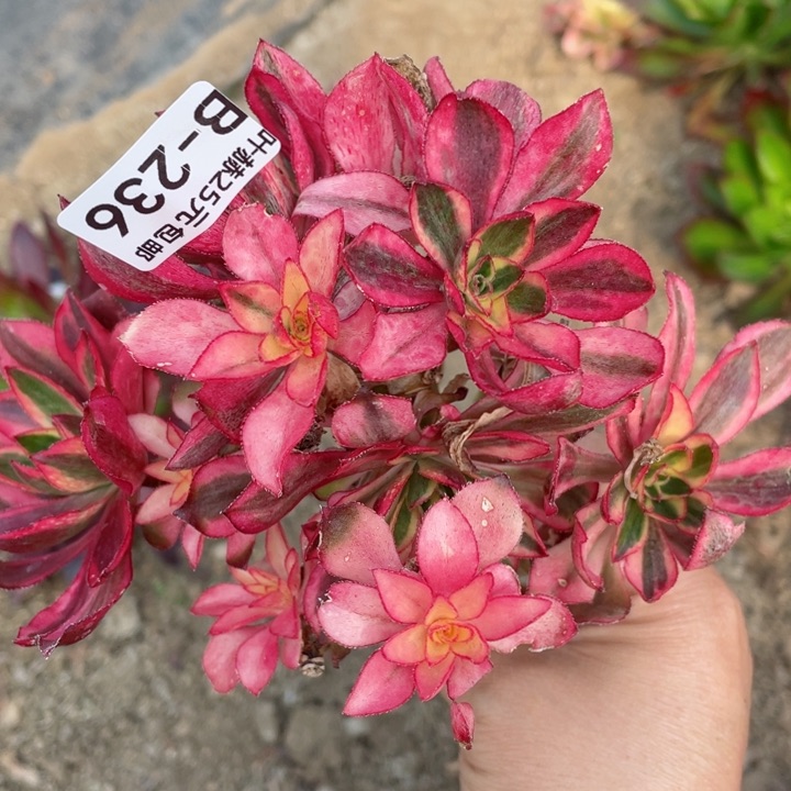 236魅影有砍多肉12345678