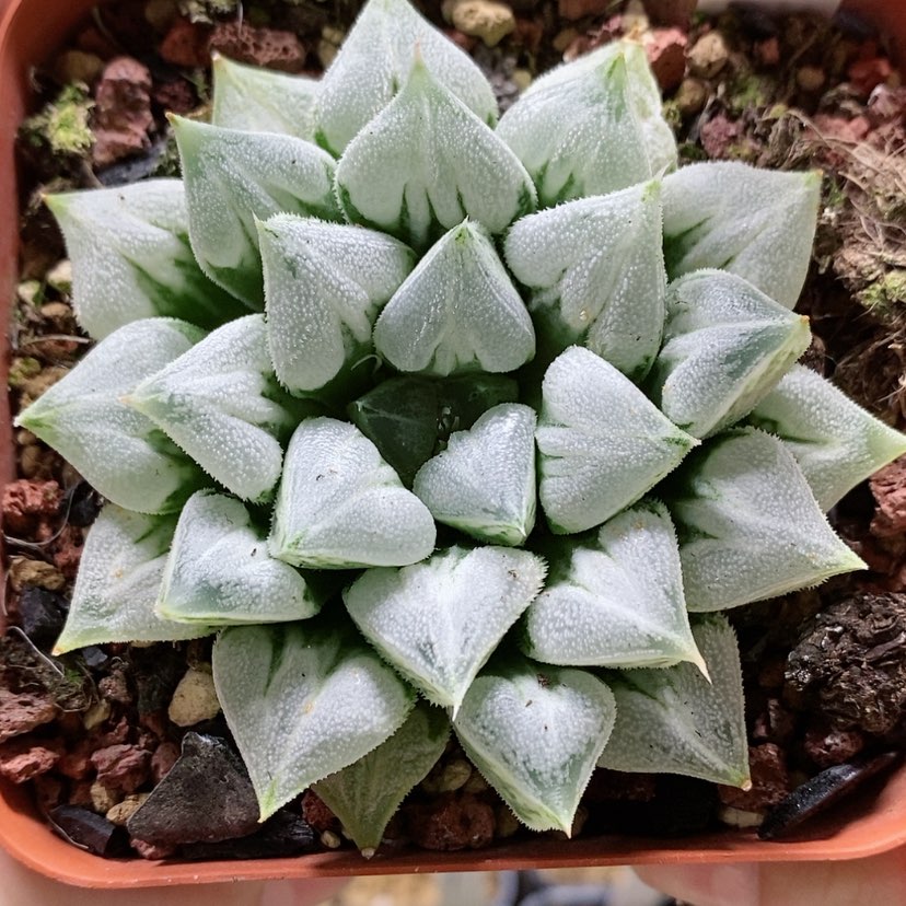 【闪购商品】11爱心寿母本