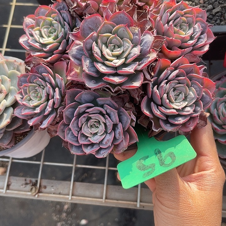 两单包邮，一物一拍95雨滴