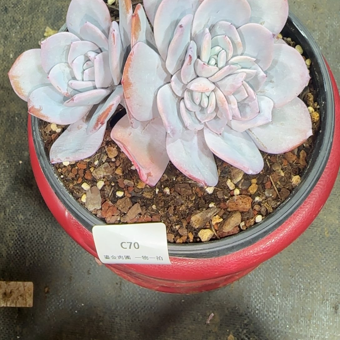 球***妈C70分心奶茶         