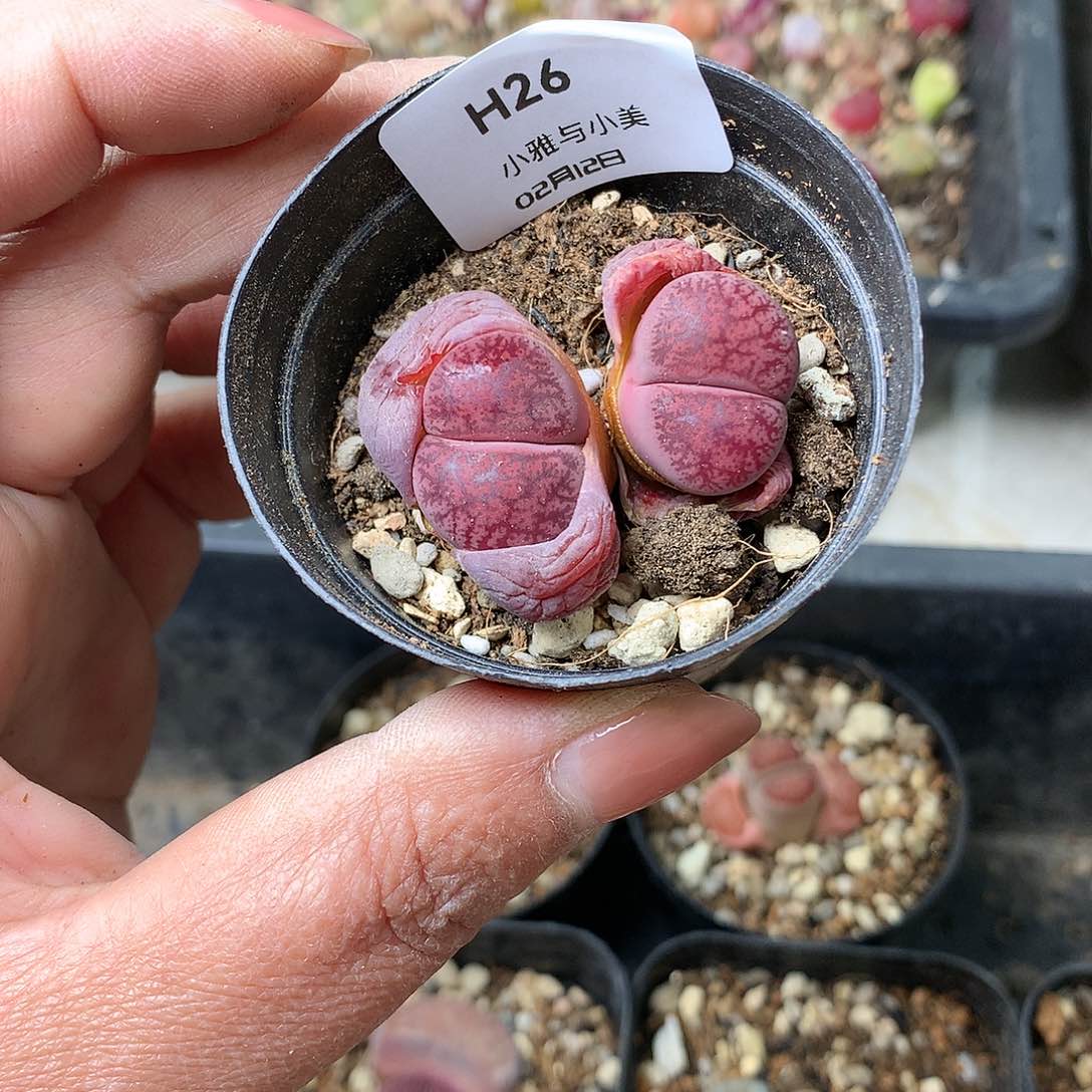 H26多肉植物保护研究所