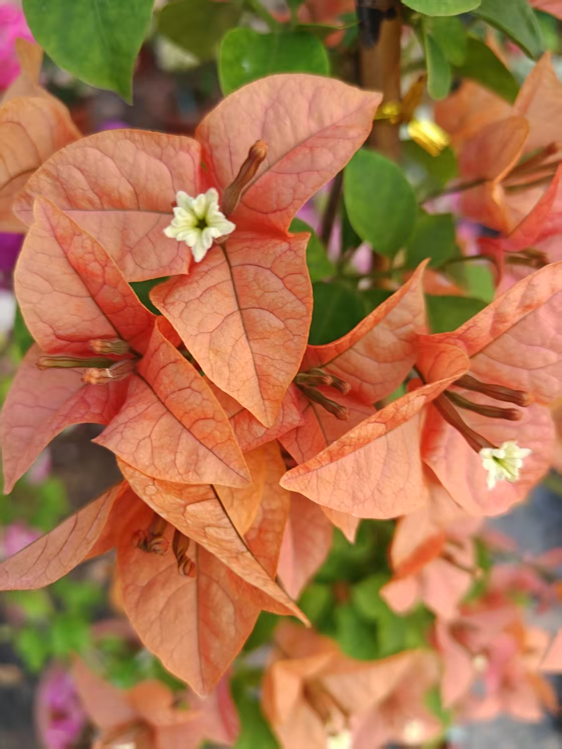 【热火桑巴】三角梅勤花耐高温飘枝爬藤植物四季花基地植原土带花发