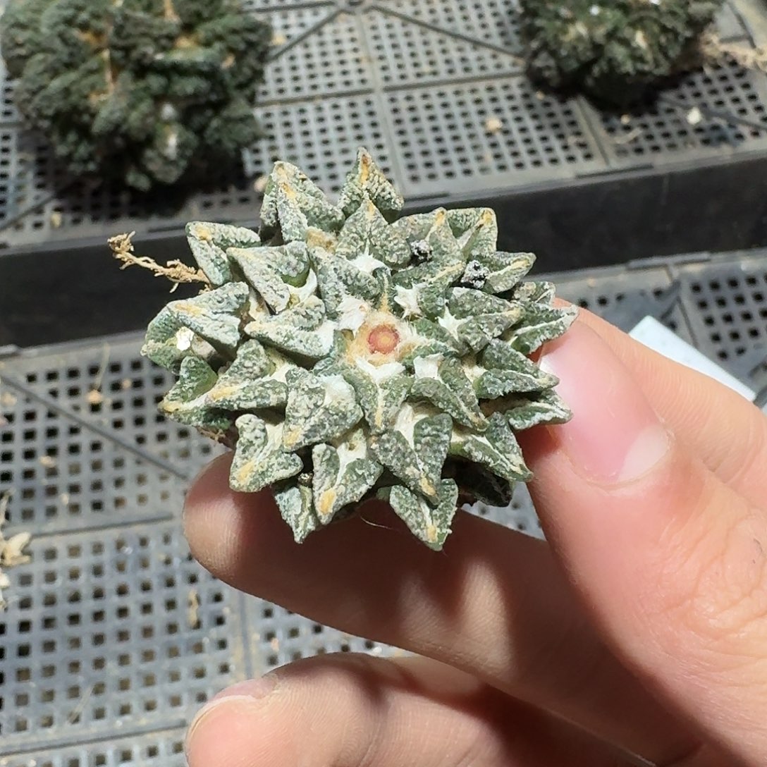 181号仙人球萝卜根