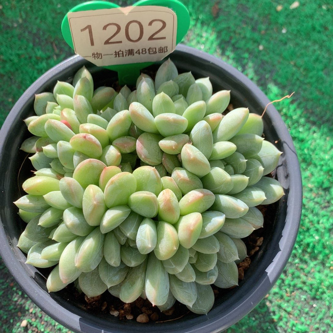 百达翡翠无砍平头1202