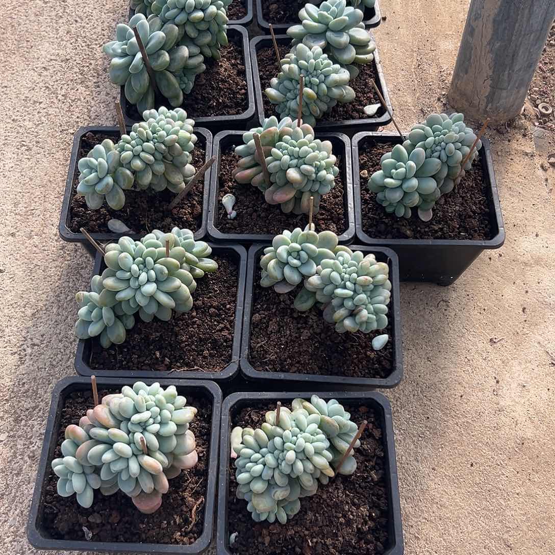 1212-3洛神缀多肉随机