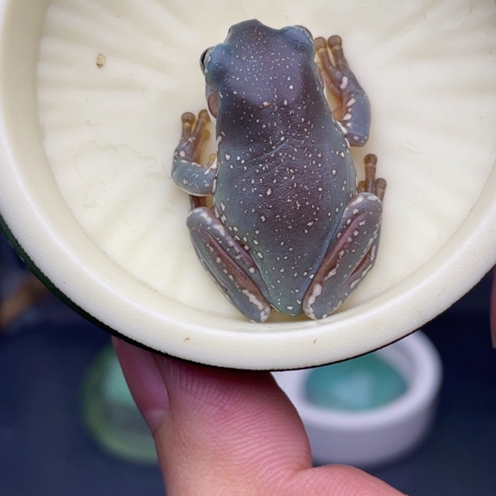 老爷树蛙14号私藏蓝