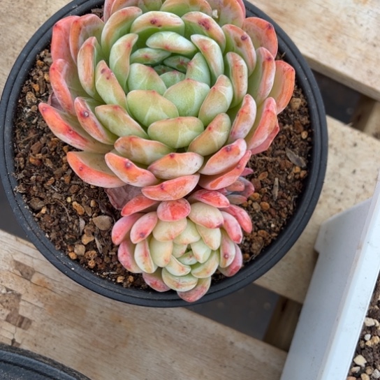 全明星 夏鸣园艺