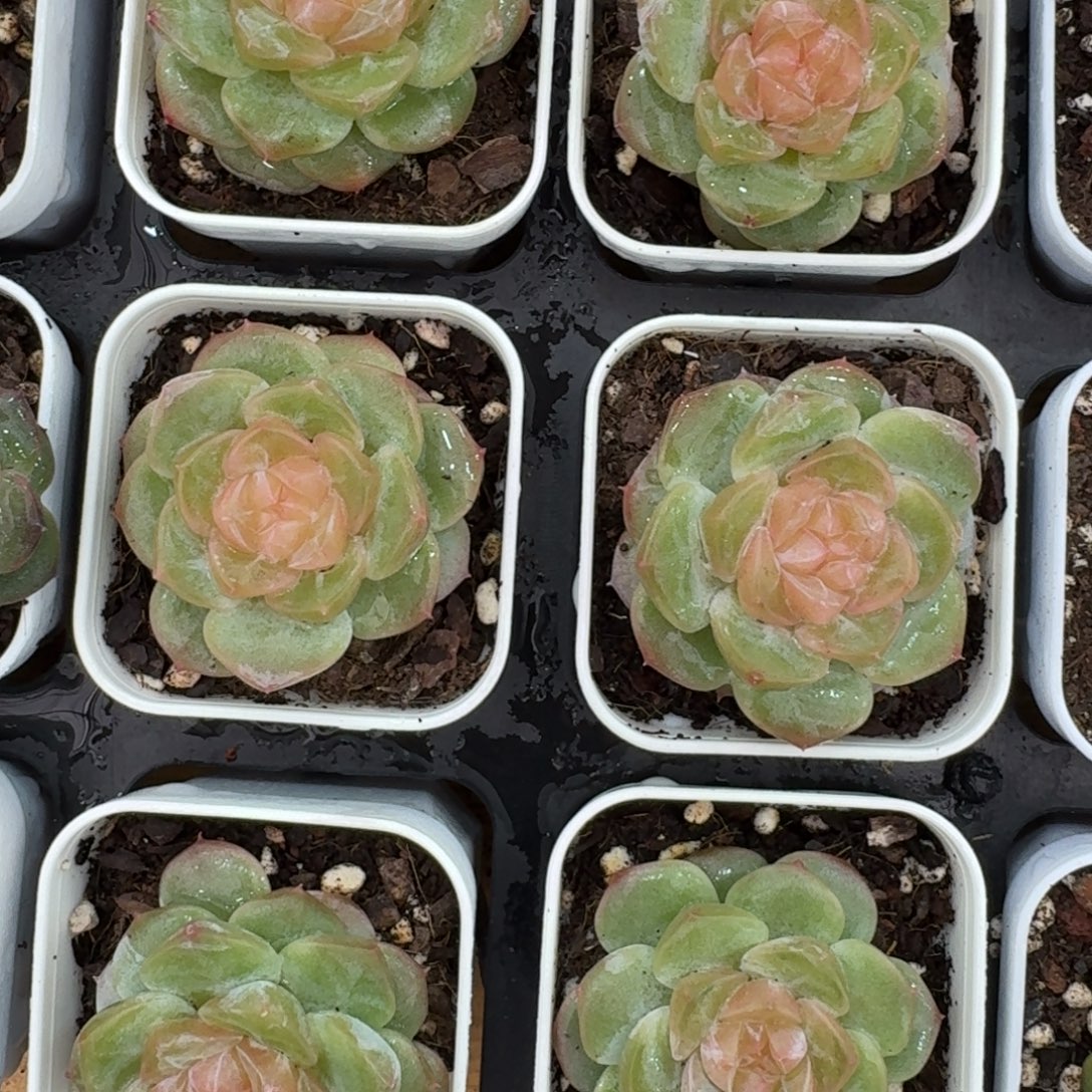 1017-6-零零珍妮单头