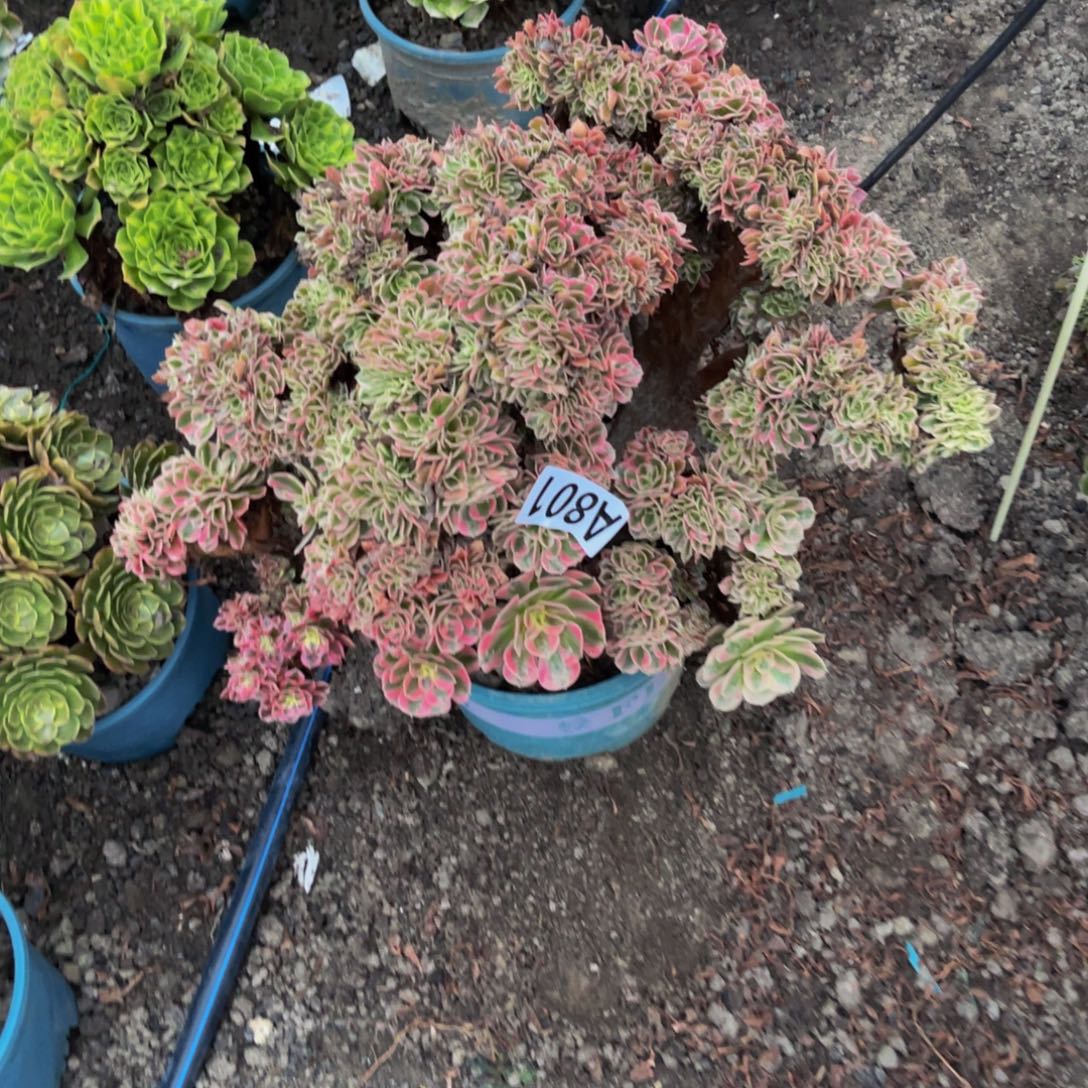 女巫法师16////35包邮