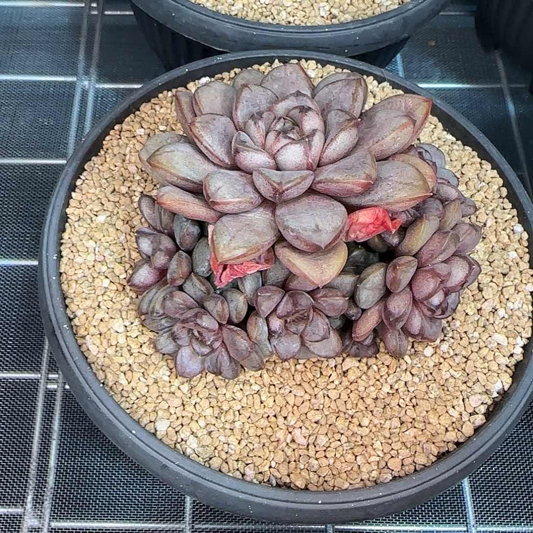 从前慢花园精选葡萄小