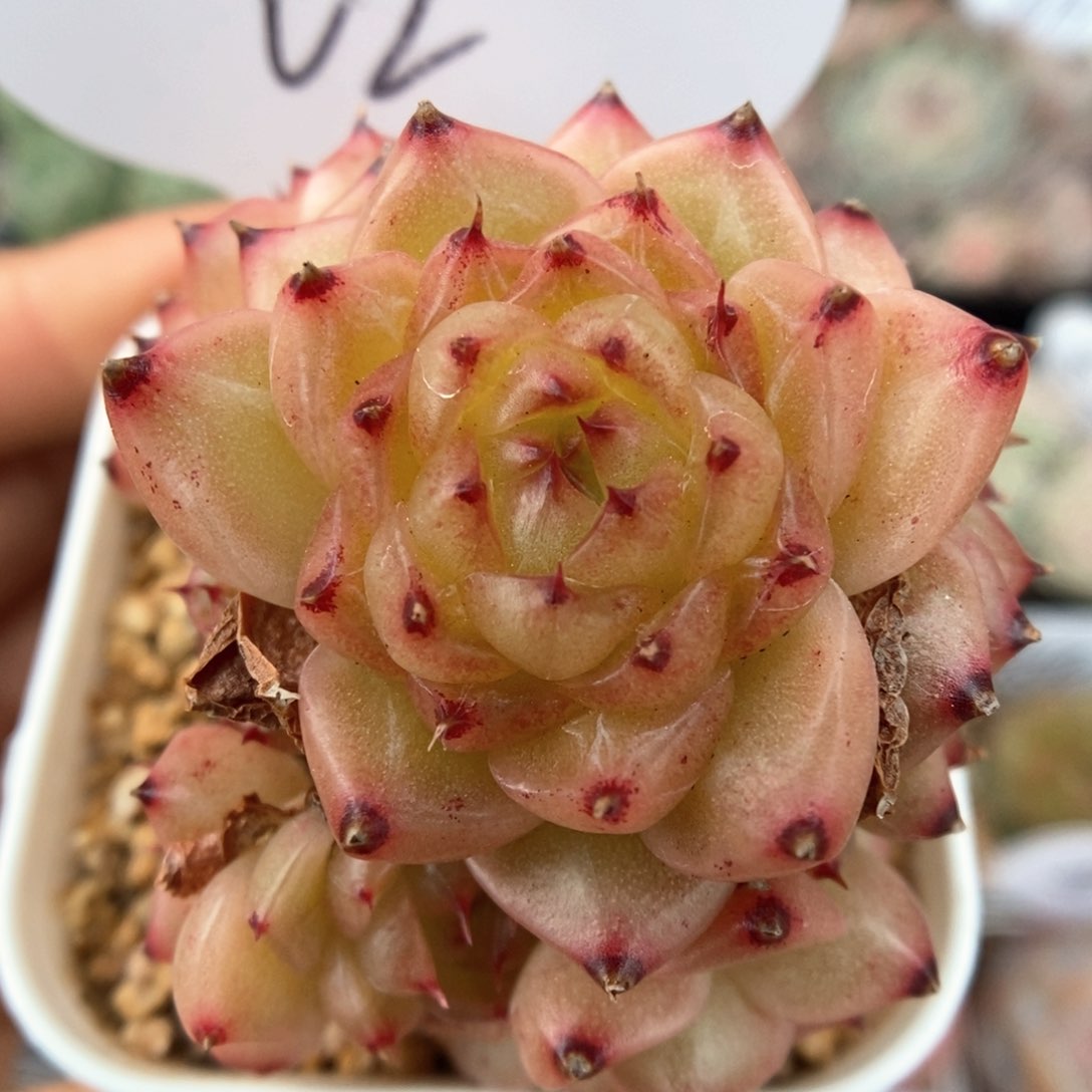 润玉珍妮群生可拍62号。