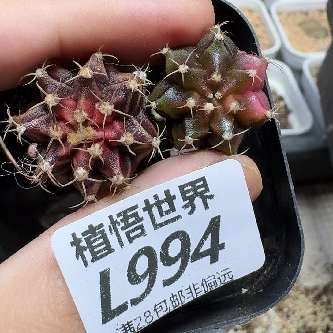 多肉植物的润泽fgbn