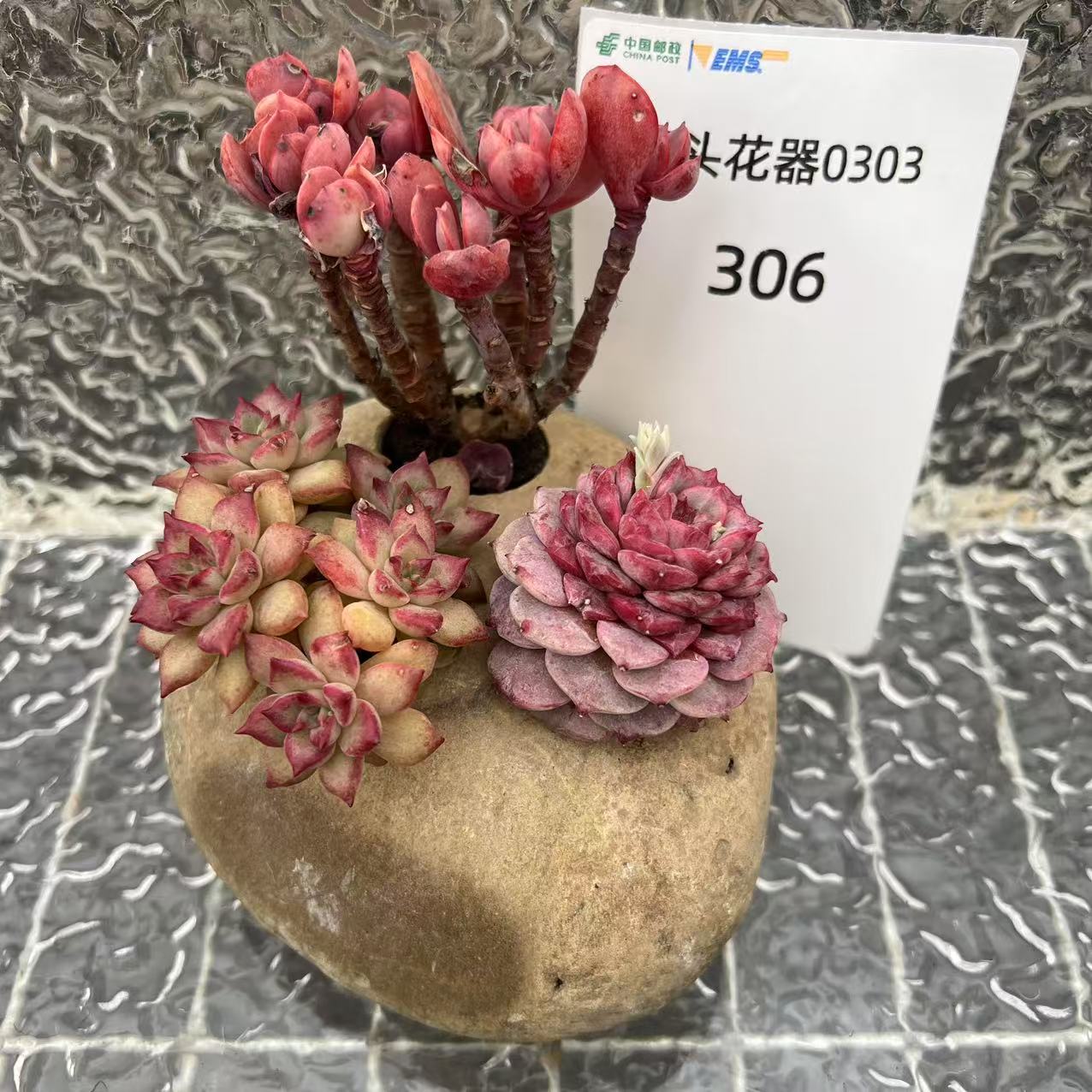 【直播专享】无土多肉--石头创意花器定制套装22（一物一拍）