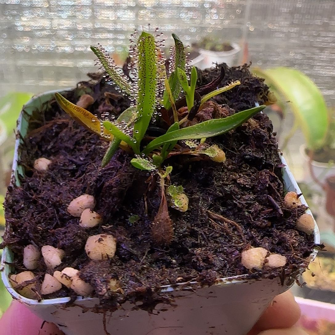 无花朵专拍墨菲特