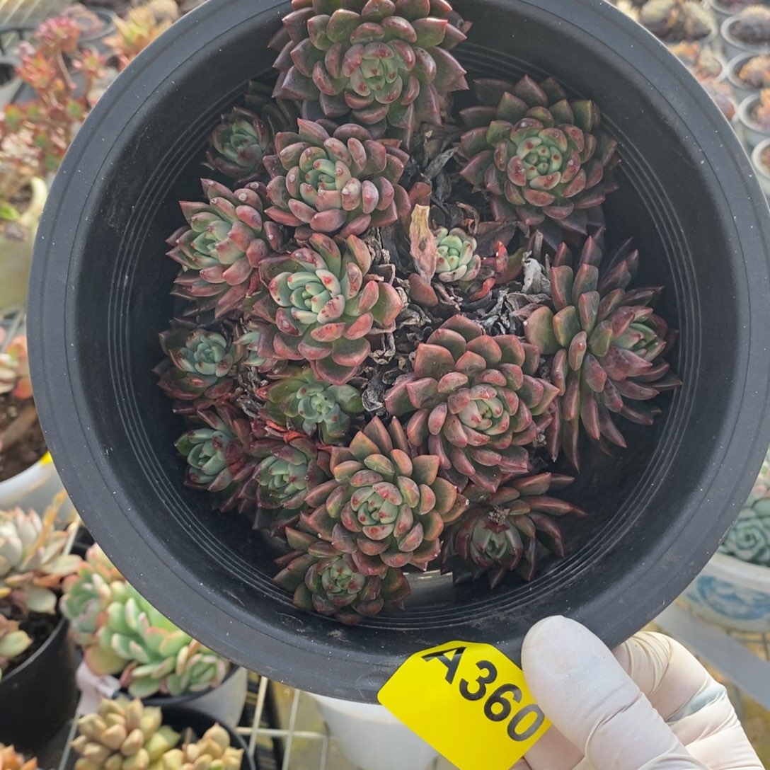 360不知名一物一拍