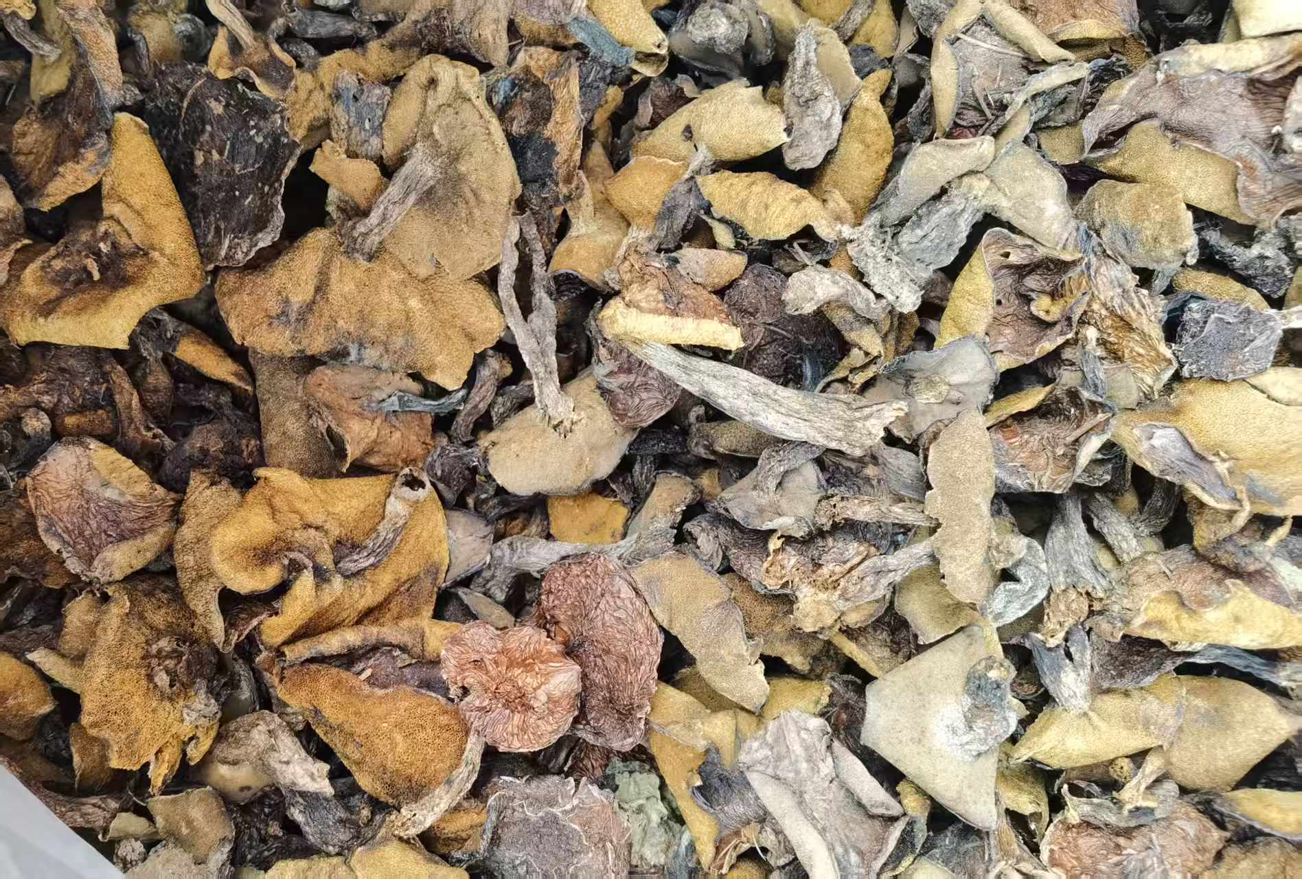 东北野生松蘑粘团子松蛾子煲汤炖鸡炒肉干货