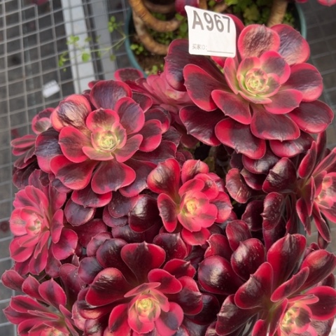 967凤冠25厘米左右