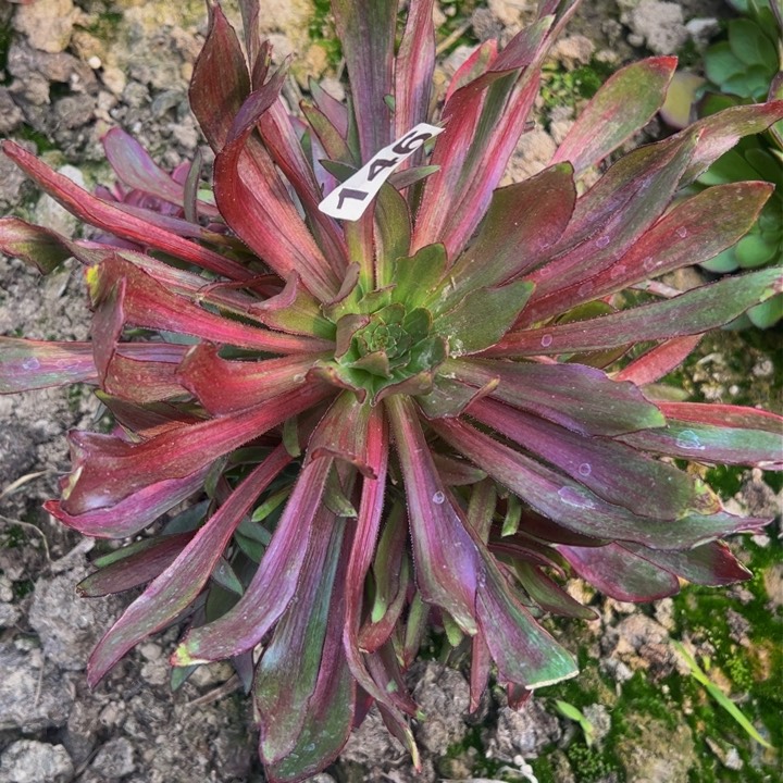 146多肉植物法师