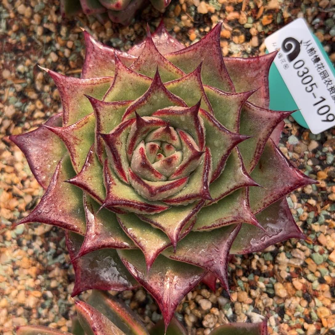 多肉一物一拍0305-109