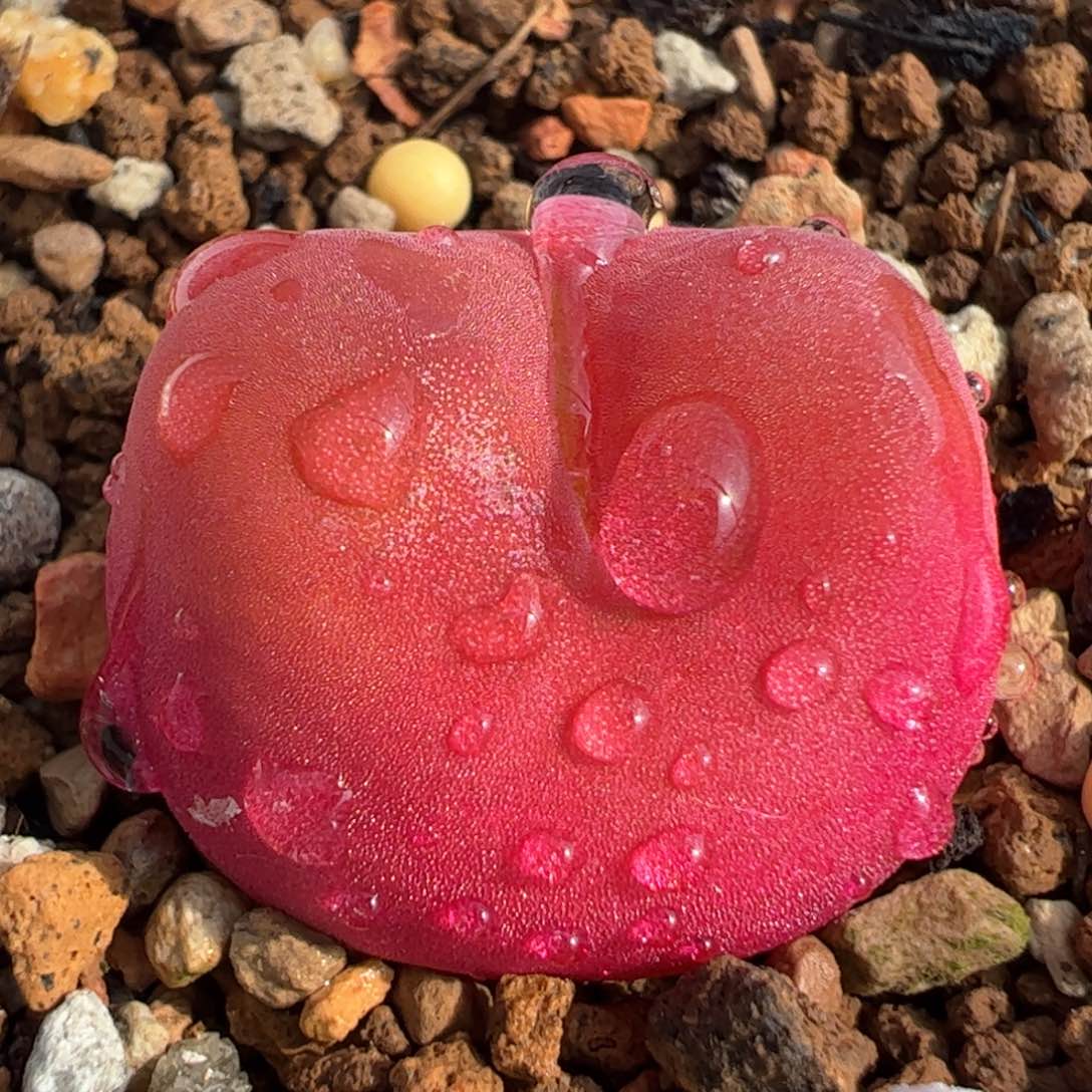 进口水蜜桃多肉植物百科