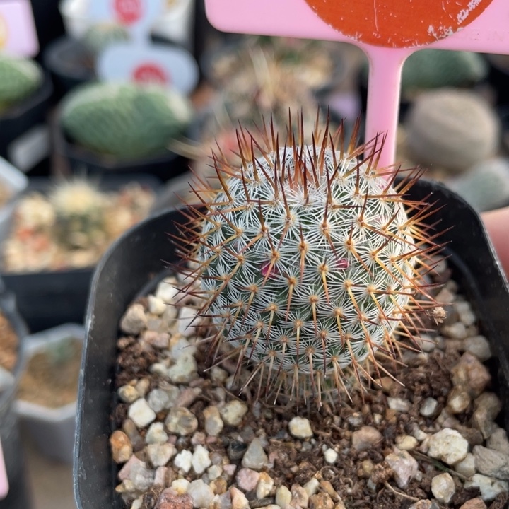 实生幸福丸264700000