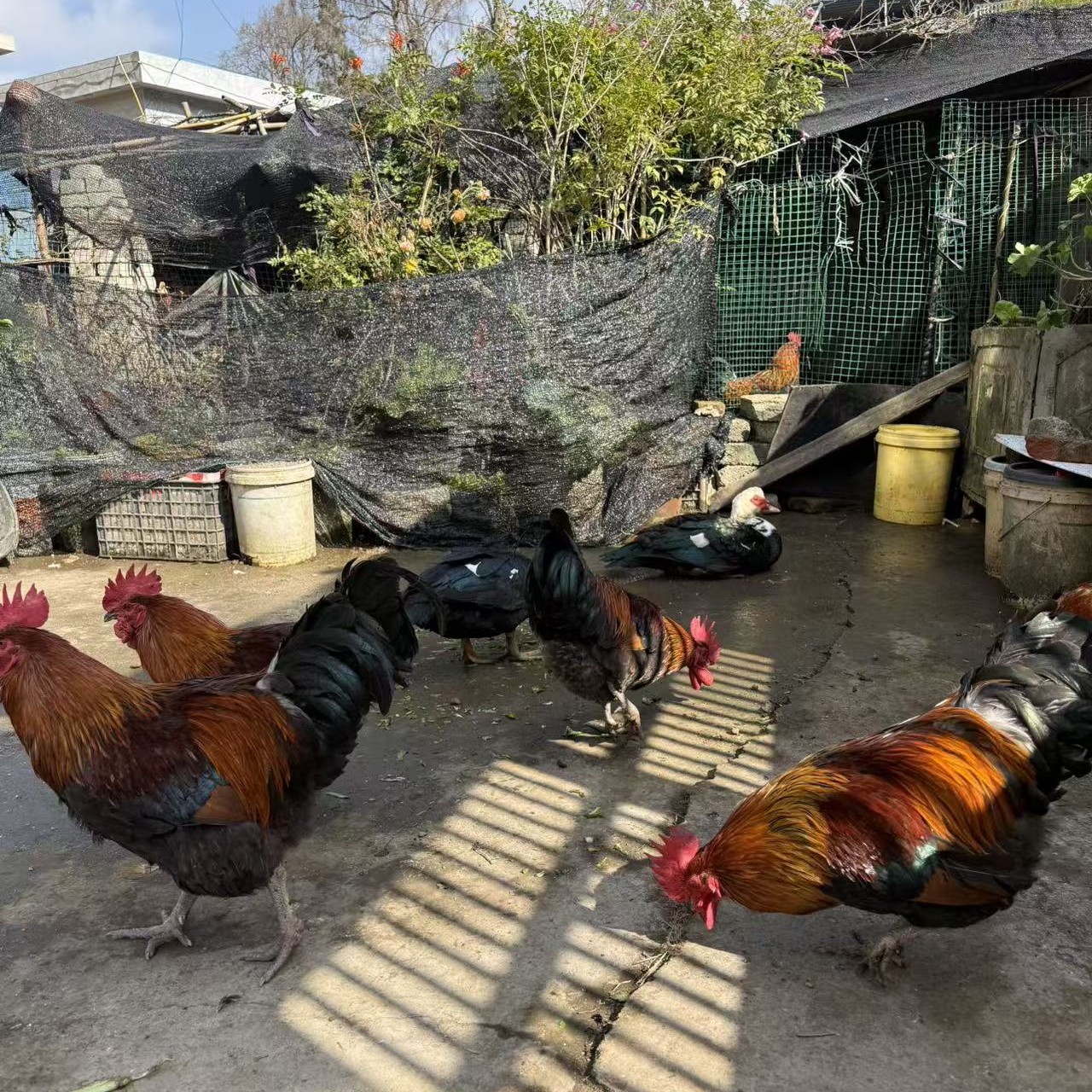 贵州高山农家农村农产品生鲜土鸡土鸭土鹅些土特产