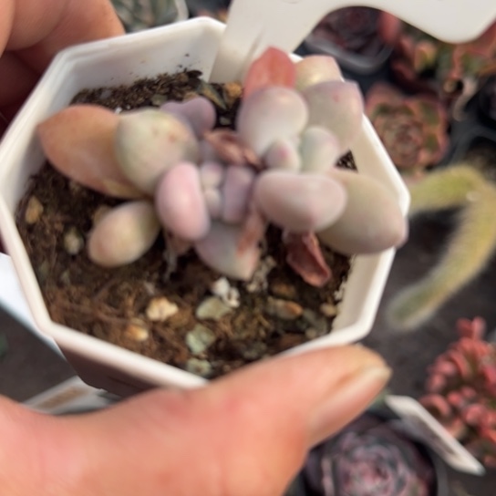 动***娴216奥普琳娜锦多肉