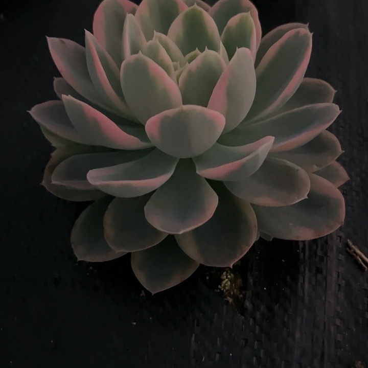 粉色维拉锦3 颗锦
