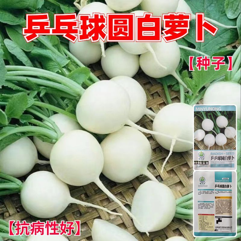 乒乓球圆白萝卜种子秋冬四季蔬菜萝卜种子特大超甜水果萝卜种子