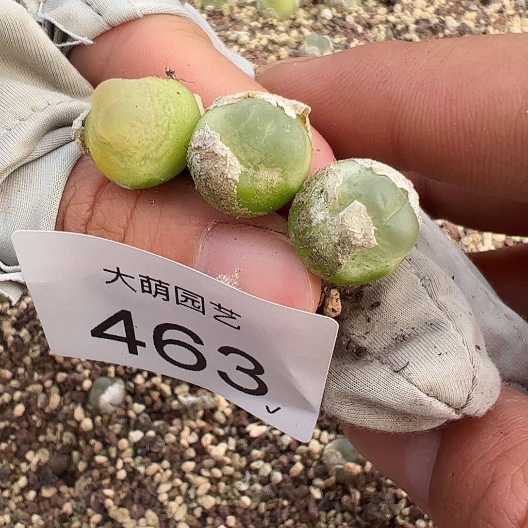 一物一拍3颗有疤福利。 463