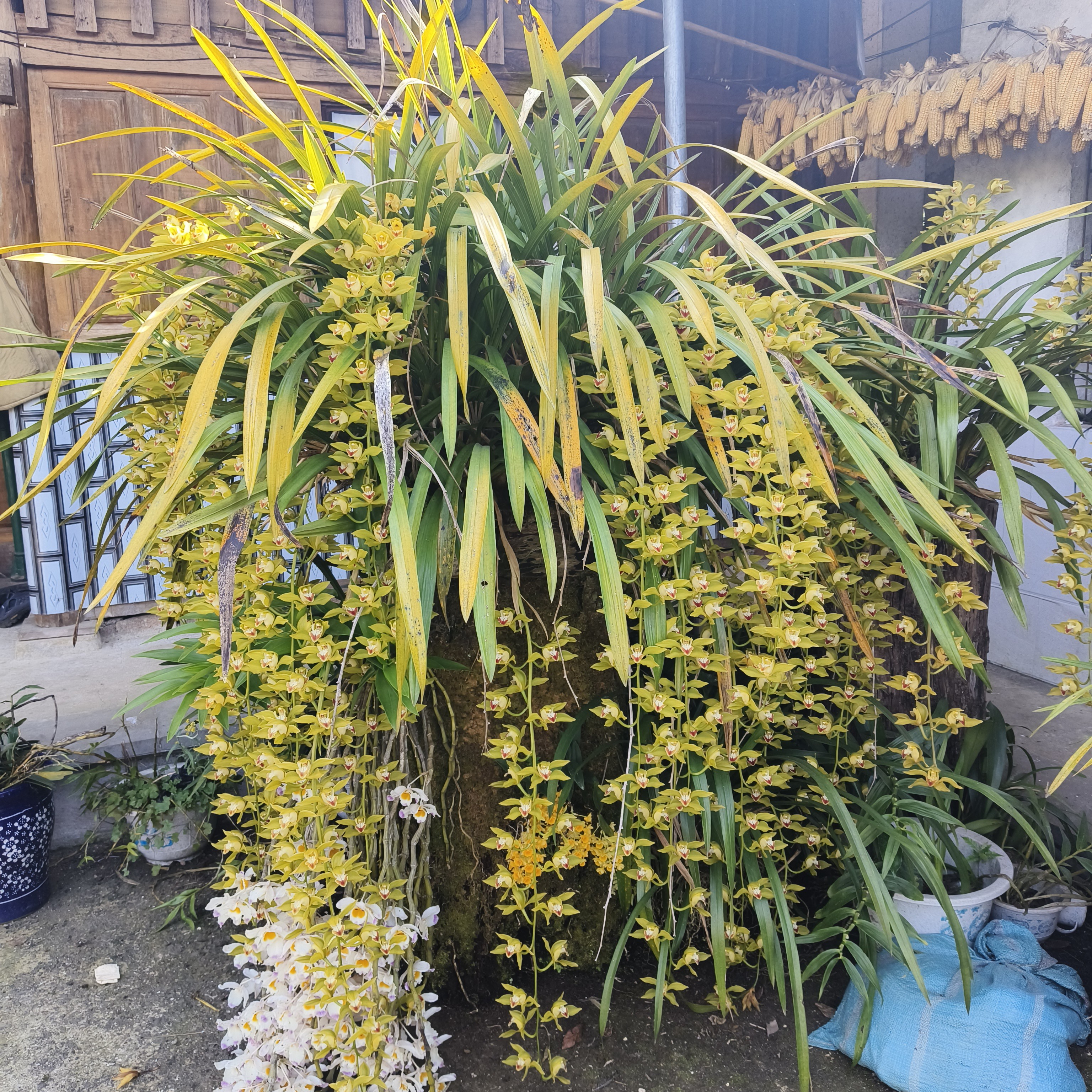 串花品种开花金黄高级浓香型花卉