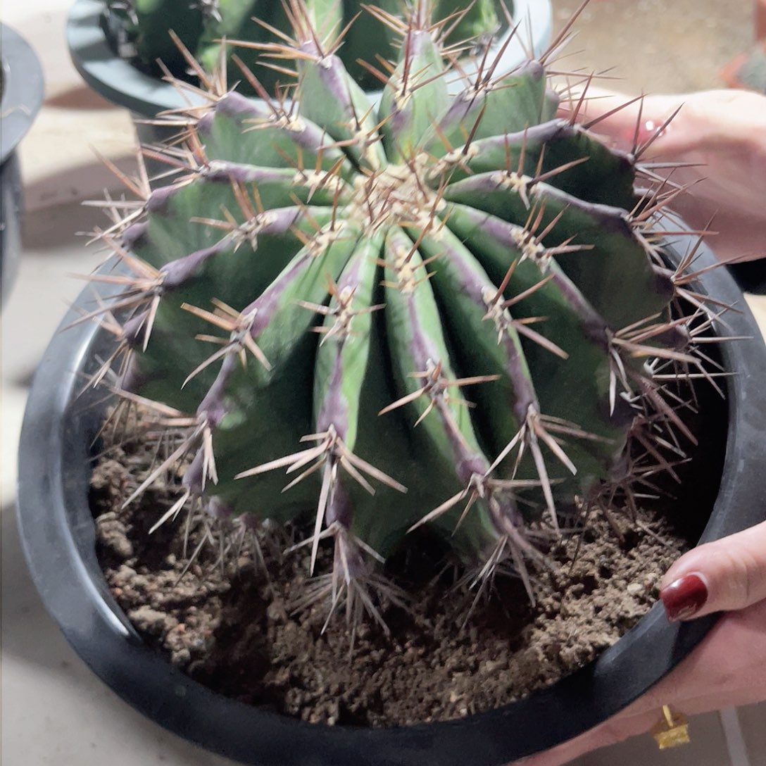 实生弁庆仙人球仙人球