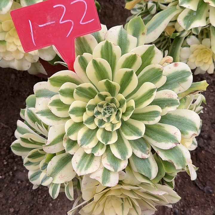 霞*1-32辛尼亚多肉法师