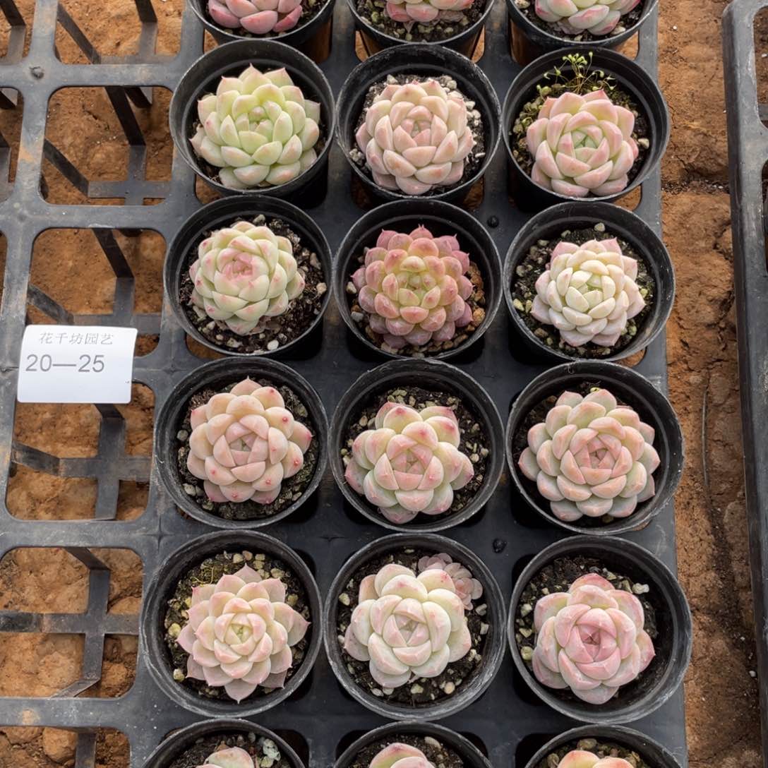 一物一拍18颗20-25