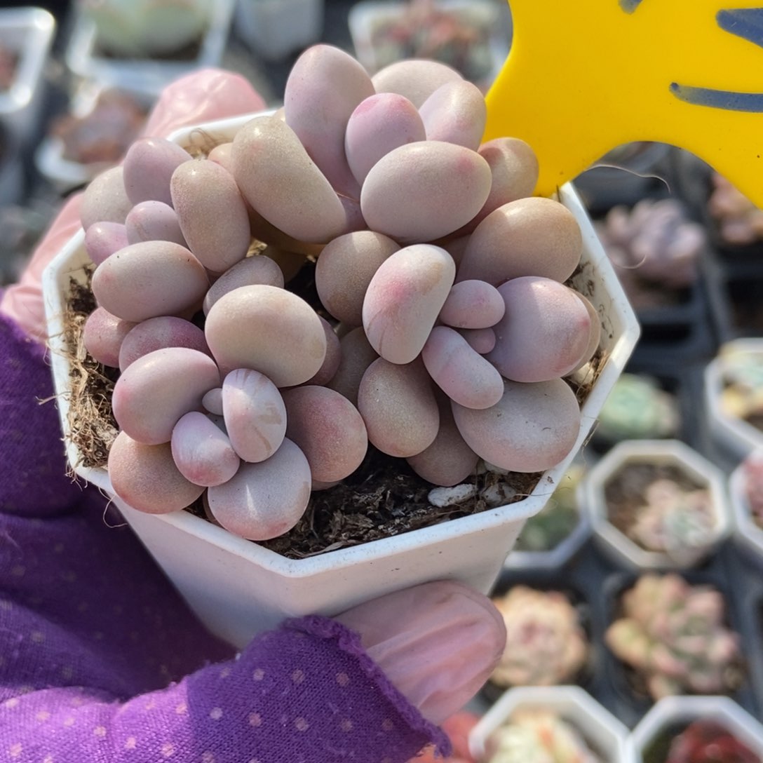 613桃蛋多肉植物保护