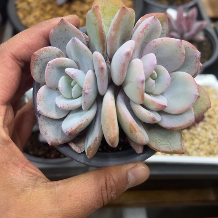 张张精品多肉甄选039