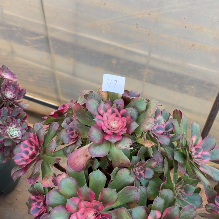 无花朵117特价香妃无售后