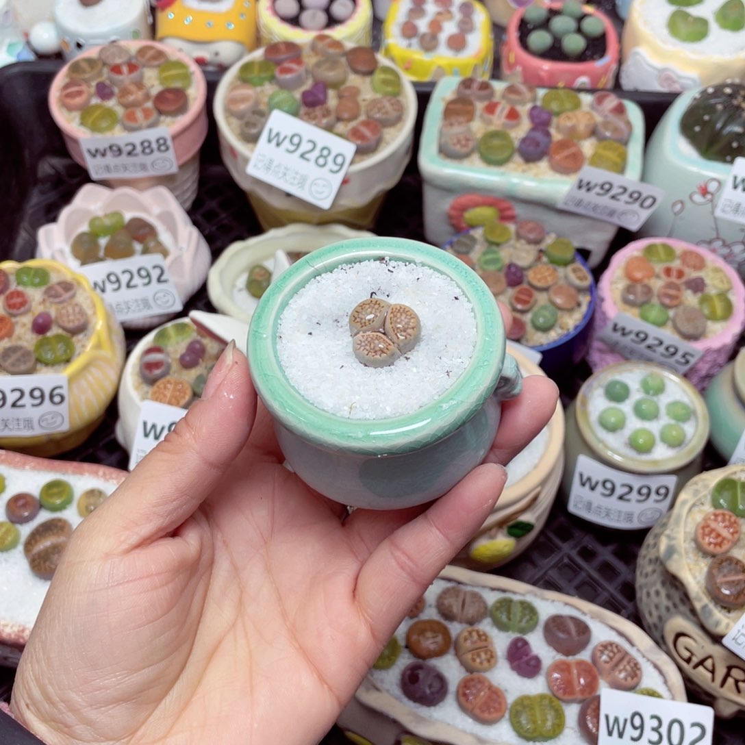 w9304 零下地区拍保温箱 -15支持寄养