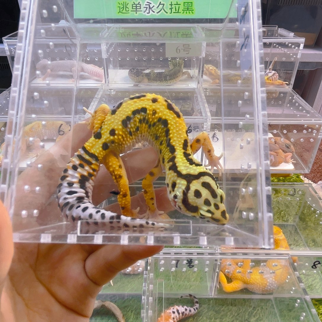 豹纹守宫守宫可爱好看迷人