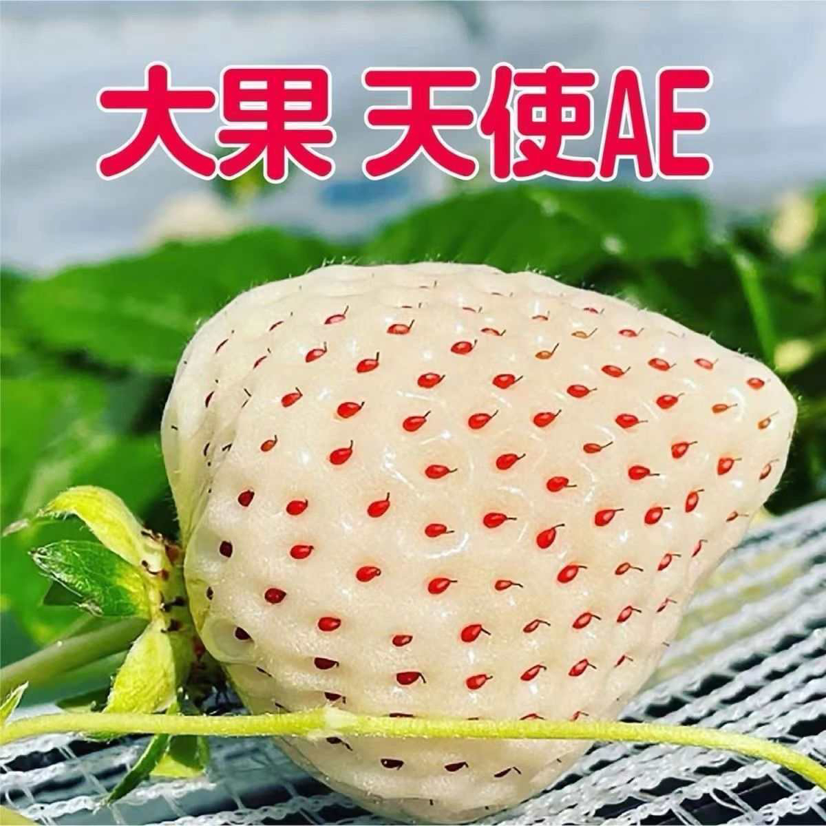 【带盆带土+白草莓苗】天使ae加仑盆白色草莓苗盆栽草莓苗阳台种植