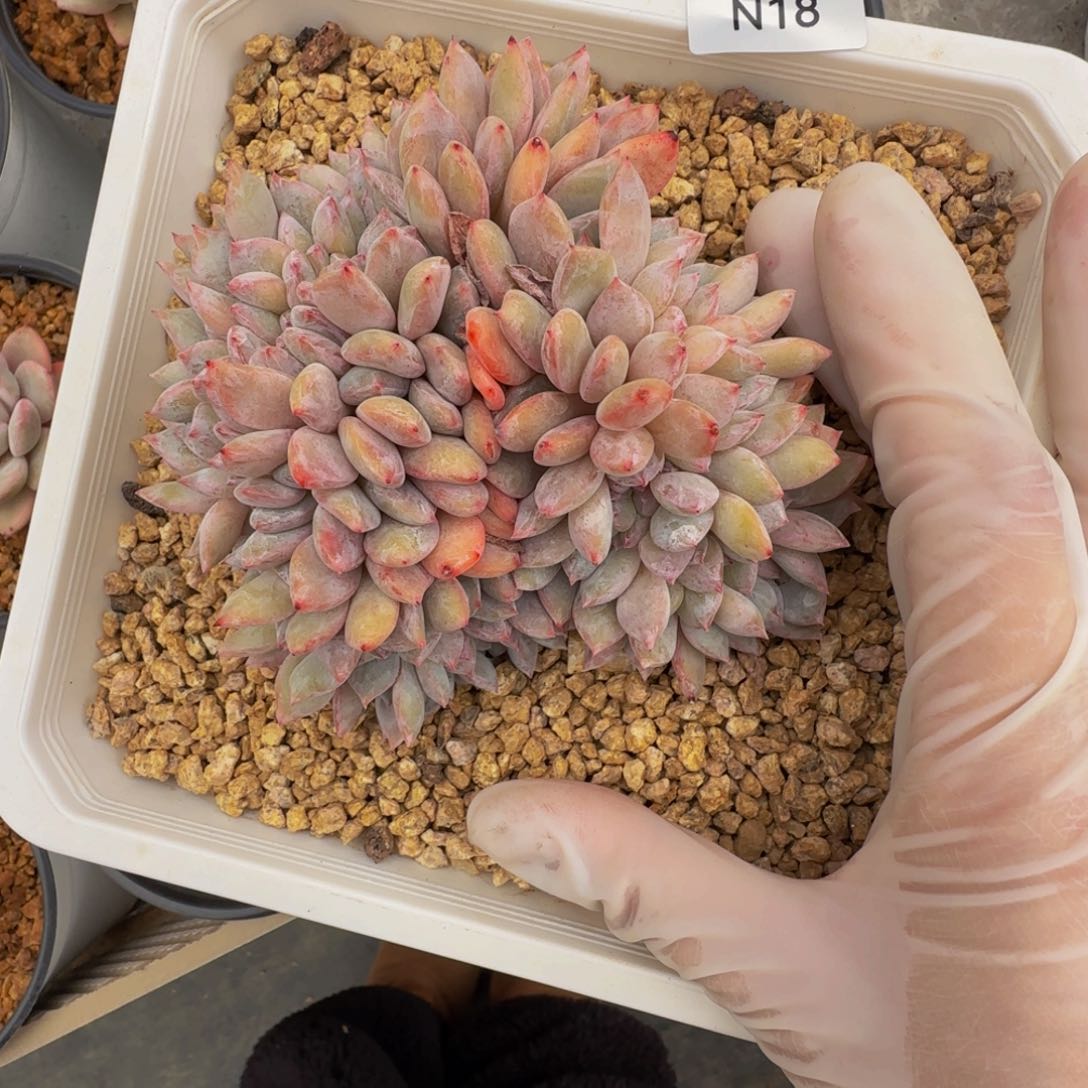 n n n n n n n n 18