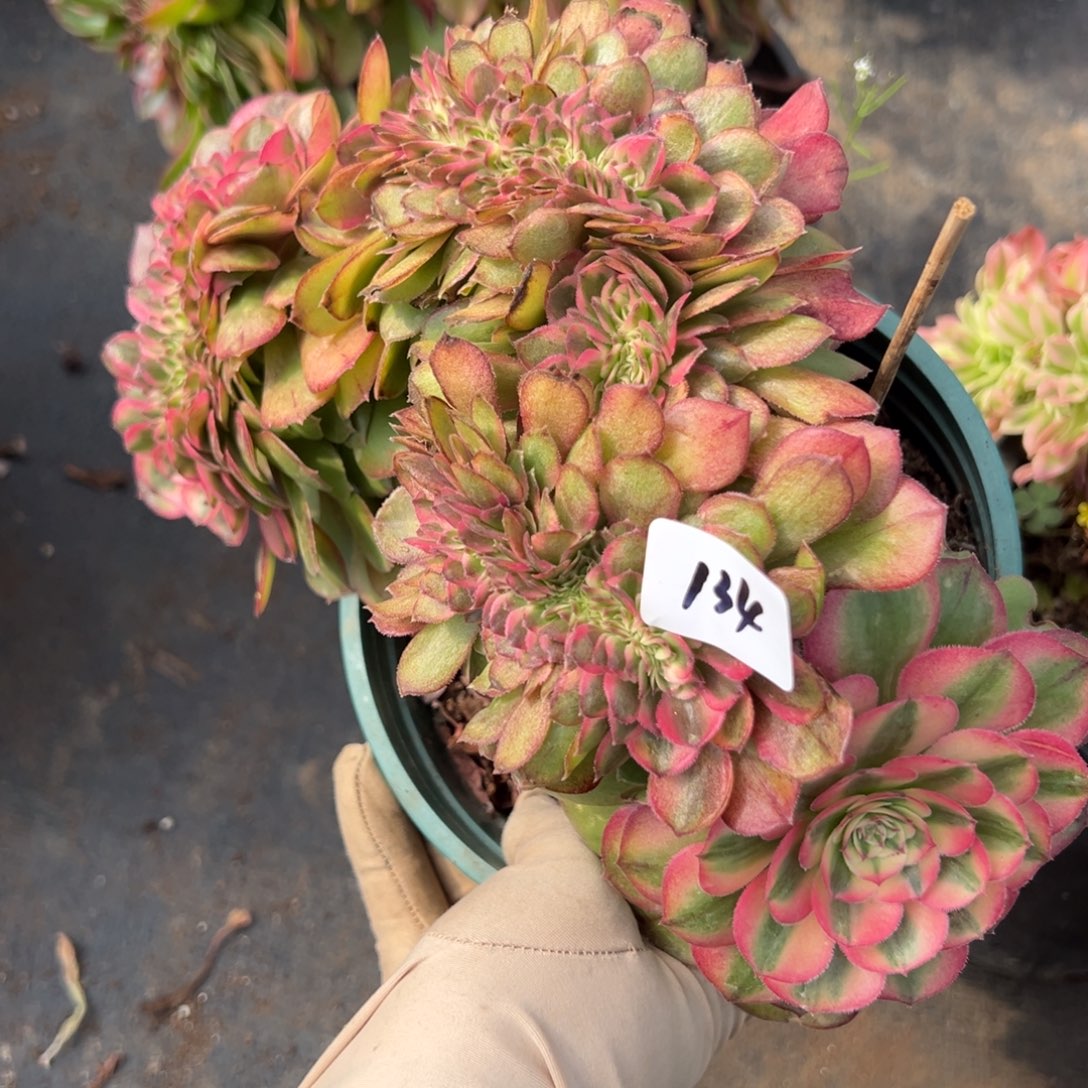 134荔枝缀多肉西西鱼