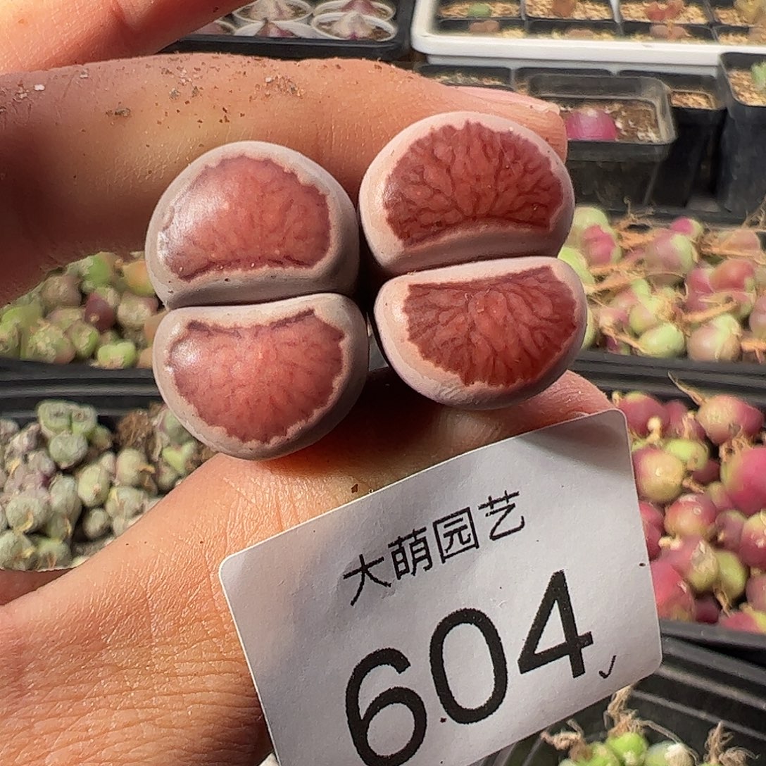一物一拍。     604